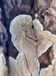 Attēlu rezultāti vaicājumam “Ceriporiopsis resinascens”