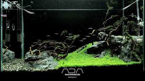 Attēlu rezultāti vaicājumam “Elatine hydropiper leaf”