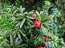 Attēlu rezultāti vaicājumam “Taxus”