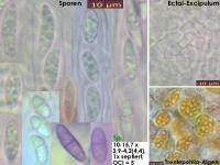 Attēlu rezultāti vaicājumam “Coenogonium pineti”