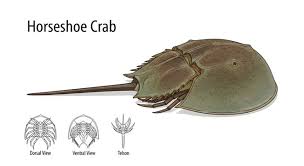 Image result for Limulus polyphemus