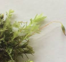 Attēlu rezultāti vaicājumam “Mnium stellare”