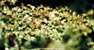 Attēlu rezultāti vaicājumam “Cladonia parasitica”