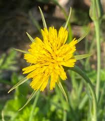 Image result for Tragopogon pratensis