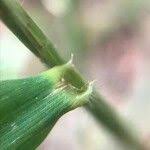 Attēlu rezultāti vaicājumam “Hordelymus europaeus leaf”