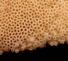 Attēlu rezultāti vaicājumam “Fistulina hepatica”