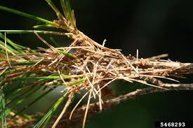 Attēlu rezultāti vaicājumam “Acantholyda erythrocephala”