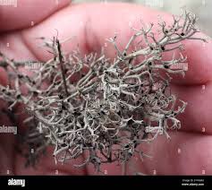 Attēlu rezultāti vaicājumam “Cladonia stygia”