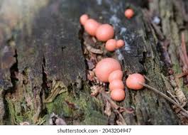 Attēlu rezultāti vaicājumam “Lycogala miserum macro”