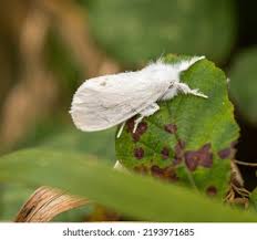 Attēlu rezultāti vaicājumam “Euproctis similis”