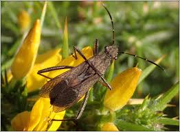 Attēlu rezultāti vaicājumam “Alydus calcaratus”