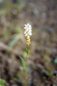 Attēlu rezultāti vaicājumam “Bistorta vivipara flower”