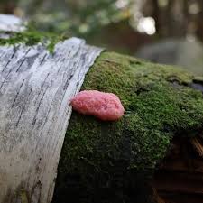 Attēlu rezultāti vaicājumam “Tubifera montana spores”