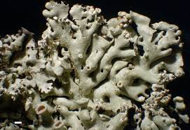 Attēlu rezultāti vaicājumam “Menegazzia terebrata”