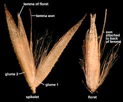 Attēlu rezultāti vaicājumam “Calamagrostis stricta”