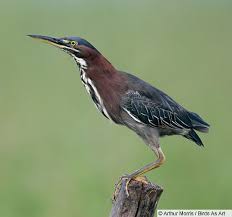 Image result for Butorides virescens