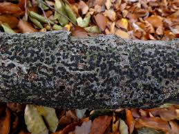 Attēlu rezultāti vaicājumam “Diatrype disciformis”