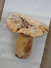 Attēlu rezultāti vaicājumam “Lactarius bertillonii”