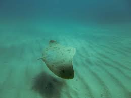 Image result for Rostroraja alba