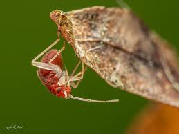 Attēlu rezultāti vaicājumam “Lycogala convexum macro”