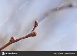 Attēlu rezultāti vaicājumam “Tilia cordata bud”