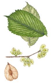 Attēlu rezultāti vaicājumam “Ulmus glabra leaf”