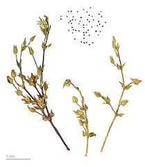 Attēlu rezultāti vaicājumam “Arenaria serpyllifolia flower”