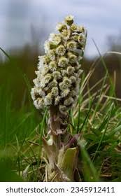Image result for Petasites officinalis