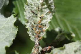 Attēlu rezultāti vaicājumam “Aphis farinosa”