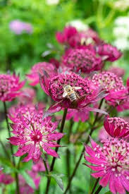 Attēlu rezultāti vaicājumam “Astrantia major”