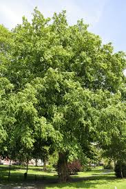 Attēlu rezultāti vaicājumam “Pterocarya fraxinifolia leaf”