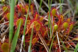 Attēlu rezultāti vaicājumam “Drosera x obovata”