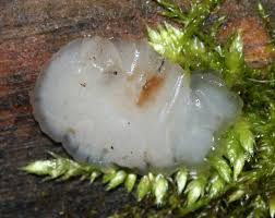 Attēlu rezultāti vaicājumam “Exidia thuretiana”