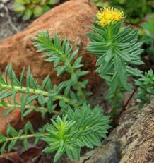 Attēlu rezultāti vaicājumam “Rhodiola rosea flower”
