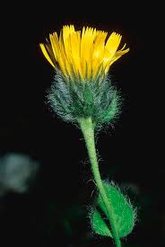 Attēlu rezultāti vaicājumam “Hieracium”