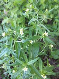 Attēlu rezultāti vaicājumam “Lithospermum officinale leaf”