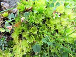 Attēlu rezultāti vaicājumam “Sphagnum teres”