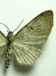 Attēlu rezultāti vaicājumam “Eupithecia tenuiata”