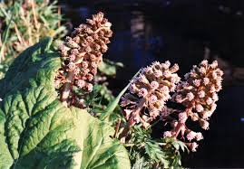 Attēlu rezultāti vaicājumam “Petasites hybridus flower”