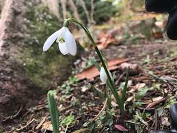 Attēlu rezultāti vaicājumam “Galanthus nivalis fruit”