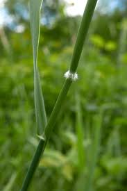 Attēlu rezultāti vaicājumam “Holcus mollis”