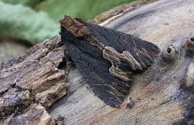 Attēlu rezultāti vaicājumam “Dypterygia scabriuscula”