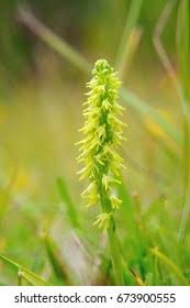 Attēlu rezultāti vaicājumam “Herminium monorchis leaf”