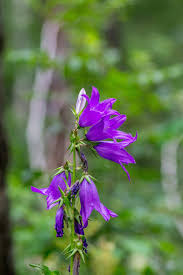 Attēlu rezultāti vaicājumam “Campanula latifolia flower”