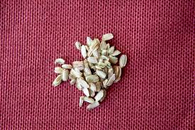 Attēlu rezultāti vaicājumam “Angelica archangelica fruit”