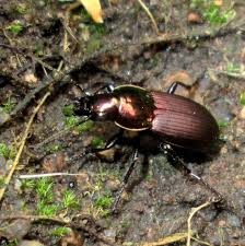 Attēlu rezultāti vaicājumam “Poecilus lepidus”