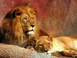 The <b>lions</b> roar reminds of just