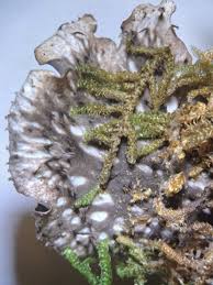 Attēlu rezultāti vaicājumam “Peltigera polydactylon”