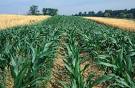 Oklahoma Farm Report - American Farm Bureau Federation Cautious ...