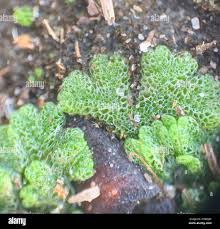 Attēlu rezultāti vaicājumam “Riccia cavernosa”